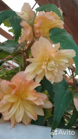 Бегония ампельная