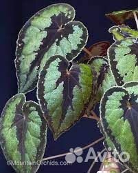 Природные бегонии