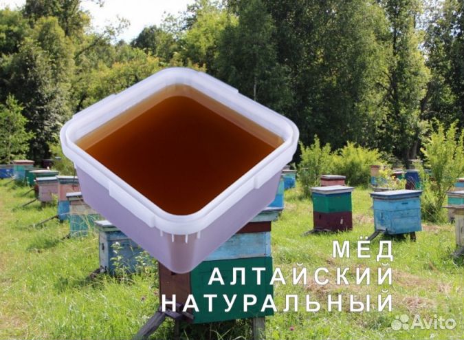 Мед натуральный с Алтая оптом