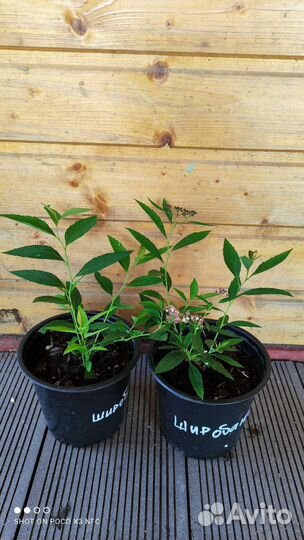 Спирея японская Широбана