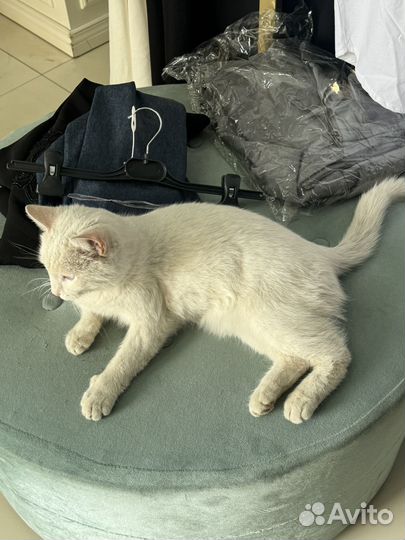 Коты в добрые руки