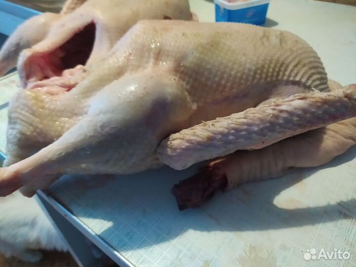 Продаются гуси, можно тушкой