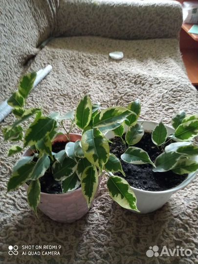 Фикус бенджамина