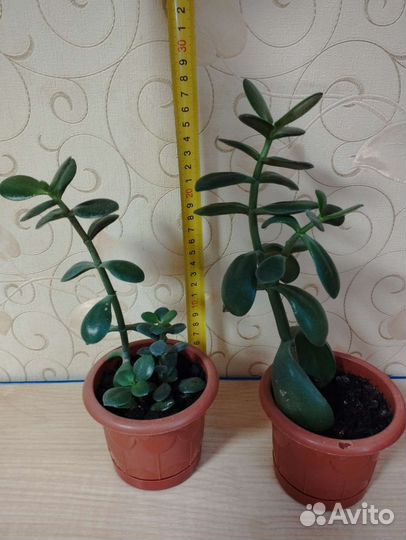 Крассула толстянка денежное дерево