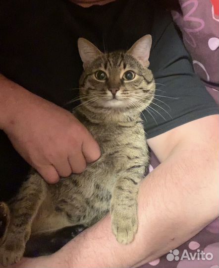 Кот в добрые руки