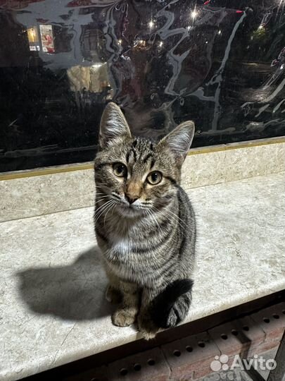 Котенок