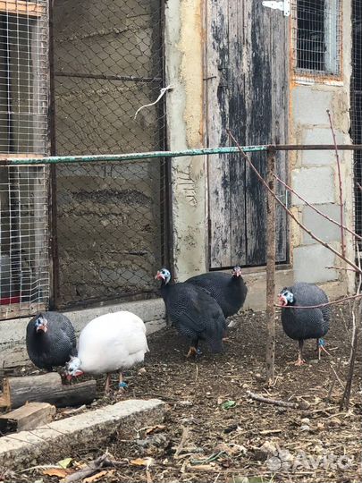 Молодые : цесарки