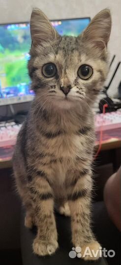 Котенок в добрые руки