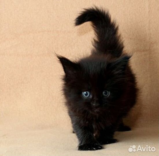 Сибирские котята