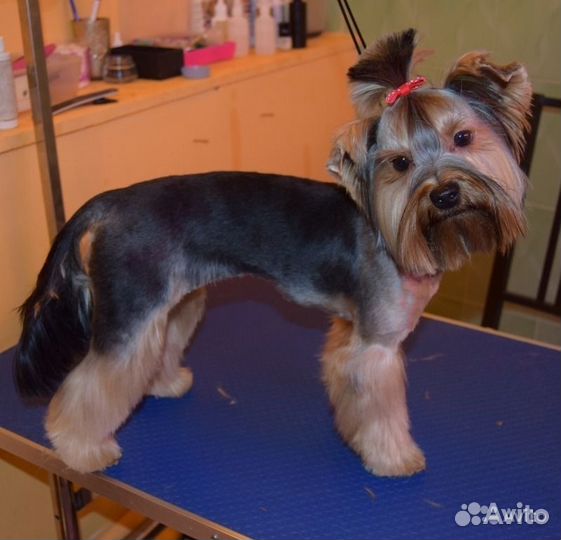 Стрижка собак и кошек с выездом на дом