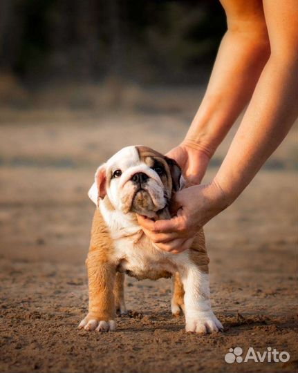 Английский бульдог