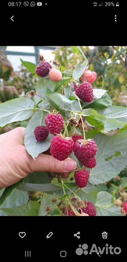 Саженцы ремонтантной малины