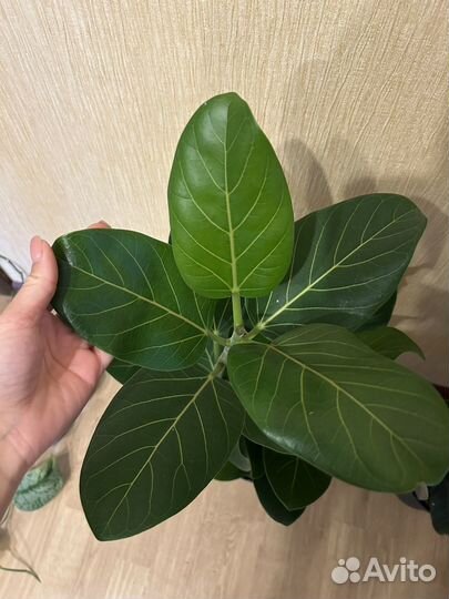 Фикус бенгальский Андрей