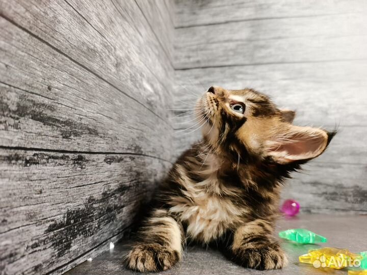 Котята мейн-кун