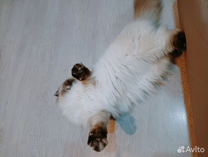 Шотландская вислоухая кошка вязка