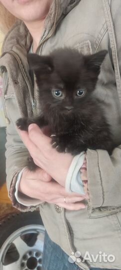 Отдам котят