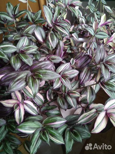 Традесканции