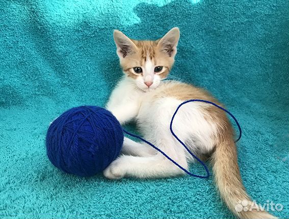 Котенок в добрые руки