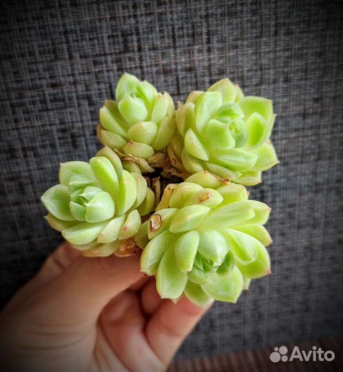 Суккуленты из Азии 3