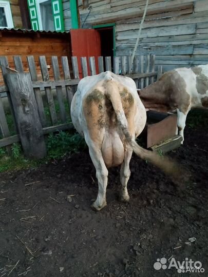 Коровы дойные молочные и молодняк