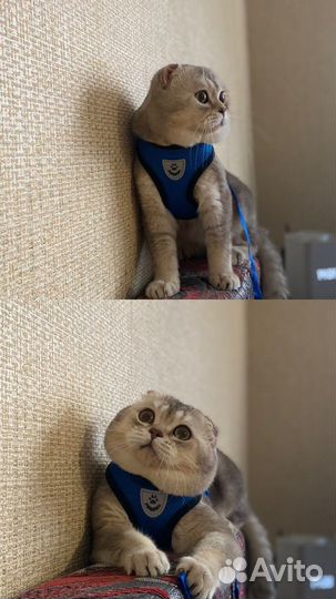 Вязка котов шотландских