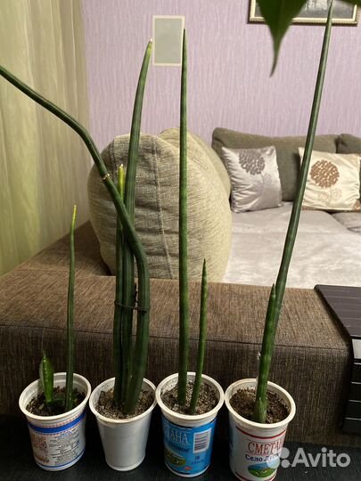 Комнатные цветы