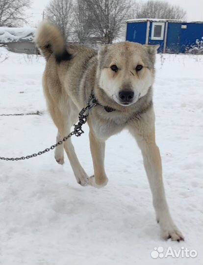 Продаю охотничьих Лаек зсл (западносибирские)