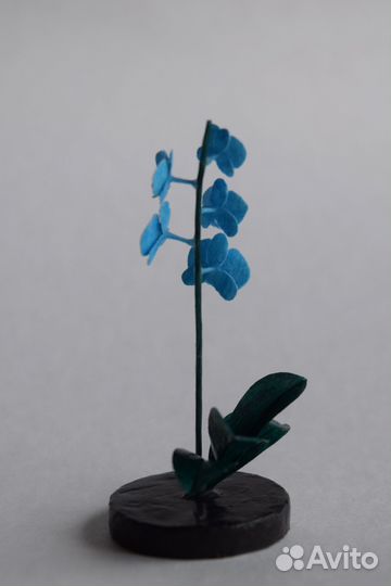 Орхидея голубая