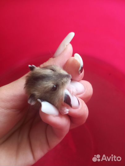 Джунгарский хомяк бесплатно