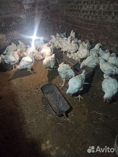 Куры бройлеры домашние