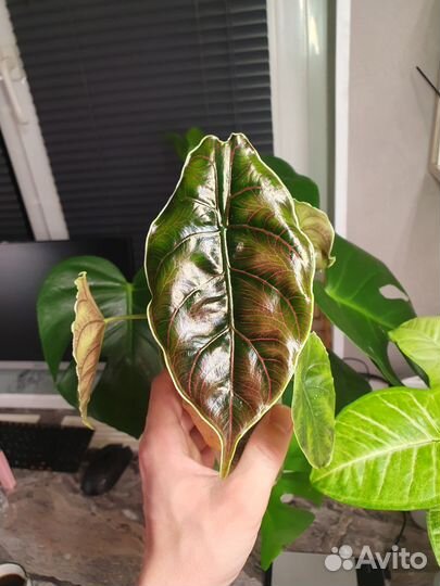 Алоказия Азлани (клубни)