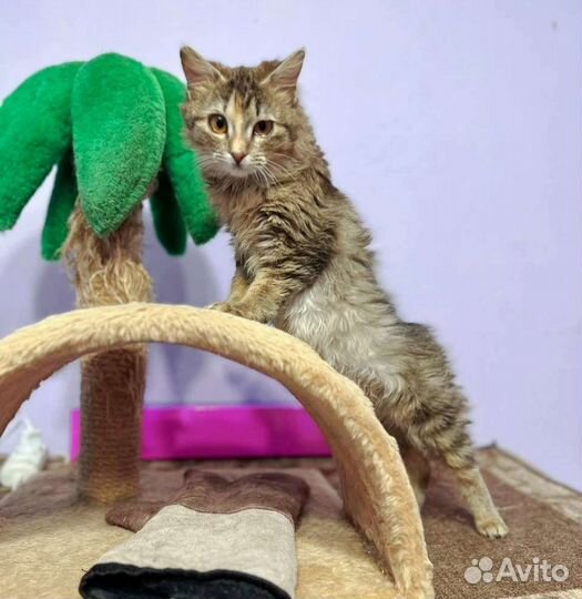 Кошка котенок пучеглазка