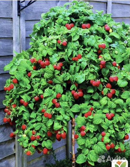 Малиновое Дерево