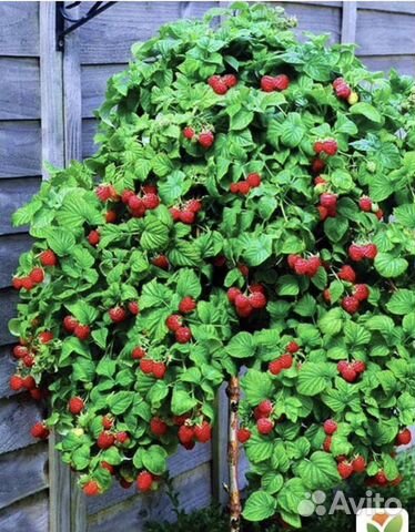 Малиновое Дерево