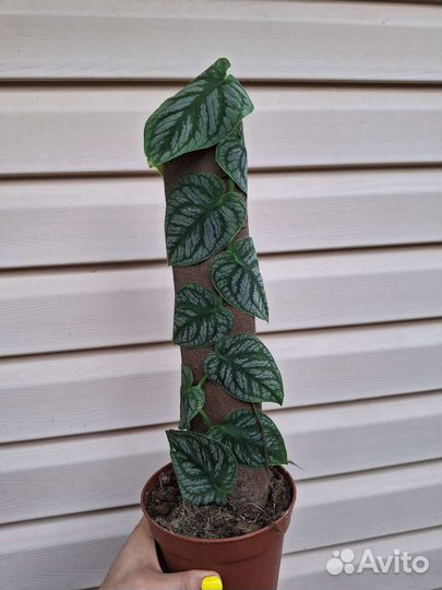 Монстера Дубиа