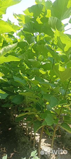 Декоративно- лиственные саженцы