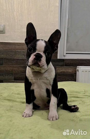 Бостон терьер мальчик