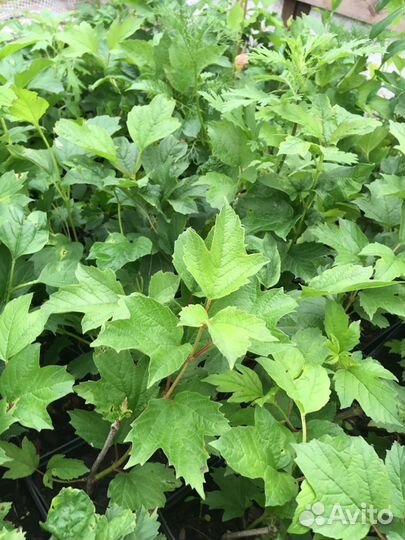 Лучшие саженцы Сибири