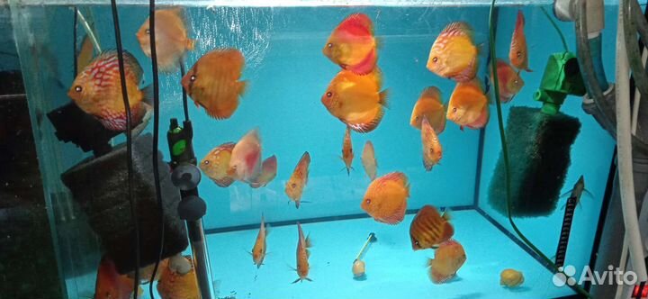 Дискусы подростки от разводчика