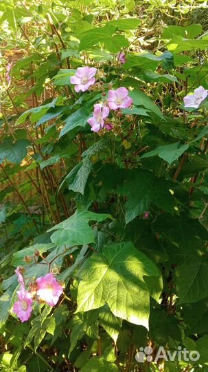 Малиноклен