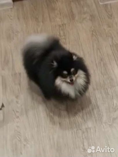 Вязка-малый немецкий шпиц