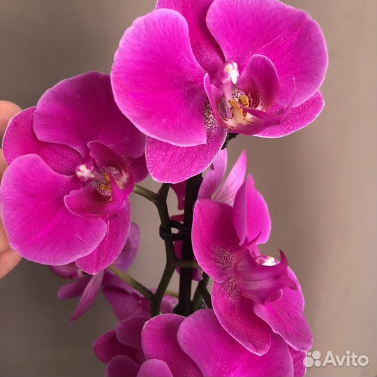Королевская Орхидея фаленопсис African Queen