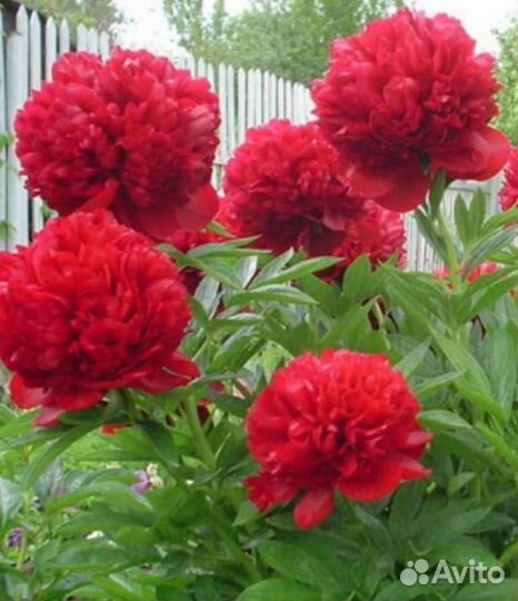 Дербенник Сентябрина-шар Пионы Гортензии