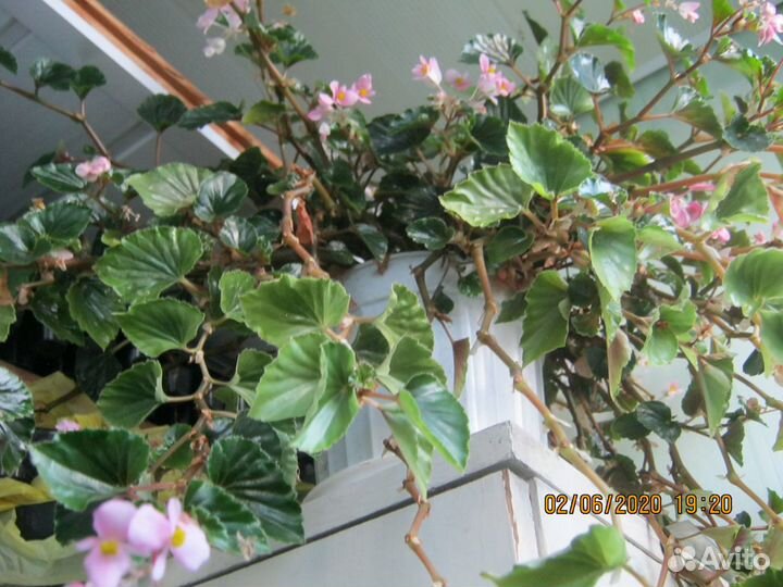 Бегония ампельная