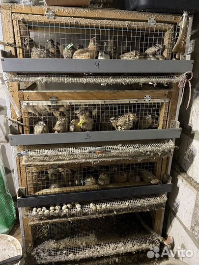 Яйца перепелиные