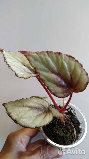 Пилея, бегония, сингониум, фиттония