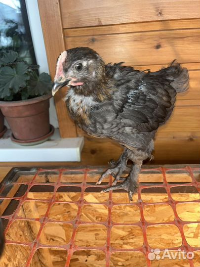 Куры мараны