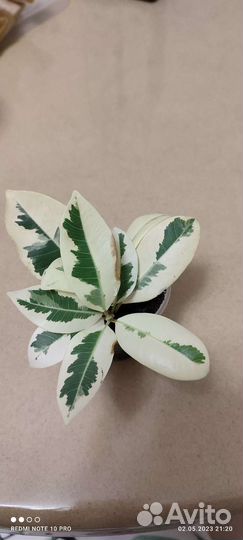 Фикус альбомаргината