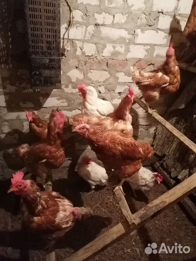 Куры несушки продам