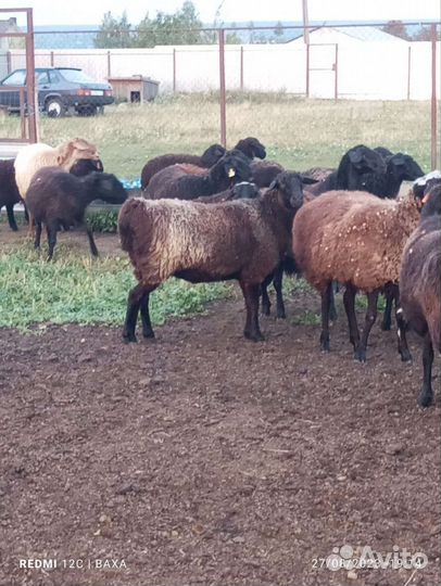 Овцы эдильбаевские курдючные